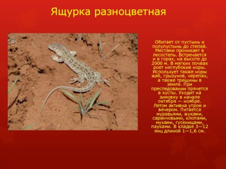 Животные Саратовской области занесенные в красную книгу