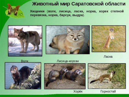 Охраняемые растения и животные Саратовской области