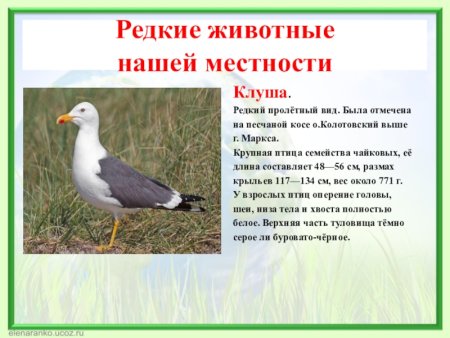 Красная книга Саратовской области