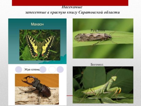 Животные саратоаскойобласти