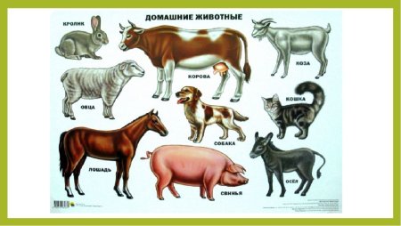 Дикие и домашние животные
