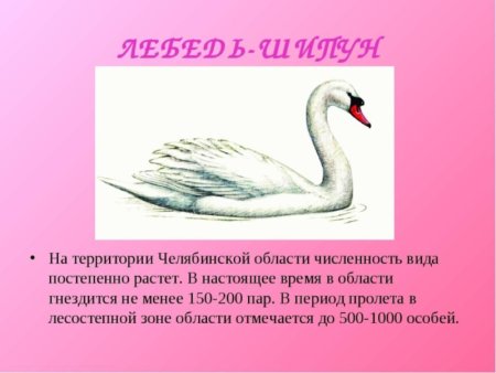 Рассказ о животных из красной книги Челябинской области