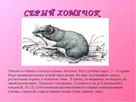Редкие животные Челябинской области занесенные в красную