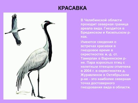Красная книга Челябинской области птицы