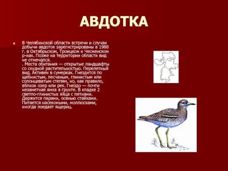 Авдотка красная книга Челябинской области