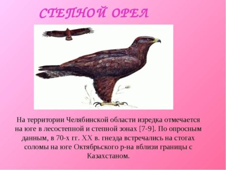 Животные из красной книги Челябинской области