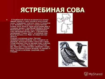 Ястребиная Сова красная книга Свердловской области