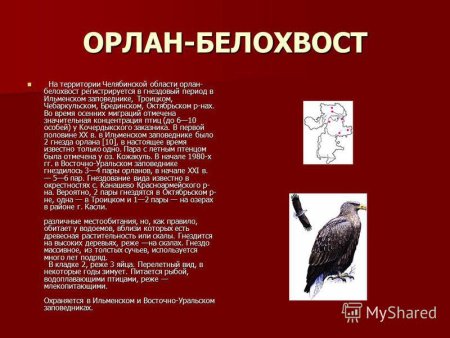 Птицы Челябинской области занесенные в красную книгу