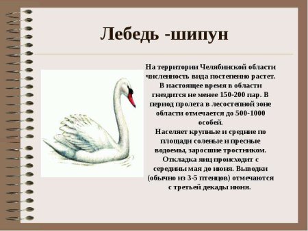 Лебедь шипун красная книга Челябинской области