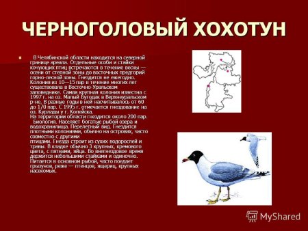 Животные Челябинской области занесенные в красную