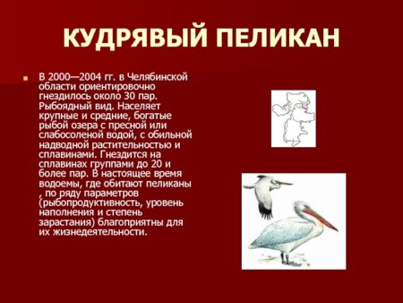 Кудрявый Пеликан красная книга Челябинской