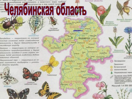 Растение и животных занесенные красную книгу Челябинской области