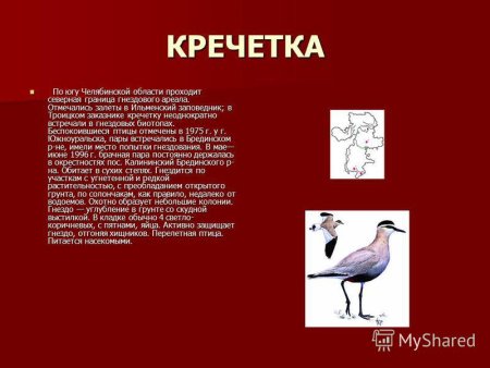 Кречетка красная книга
