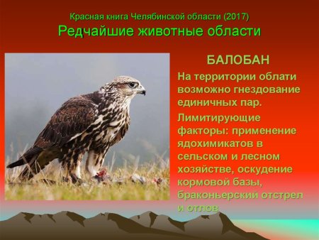 Животные Южного Урала занесенные в красную книгу презентация
