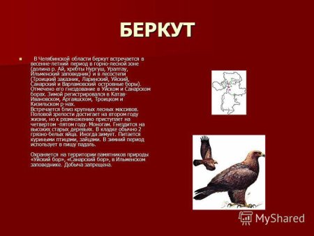 Лебедь шипун красная книга Челябинской области