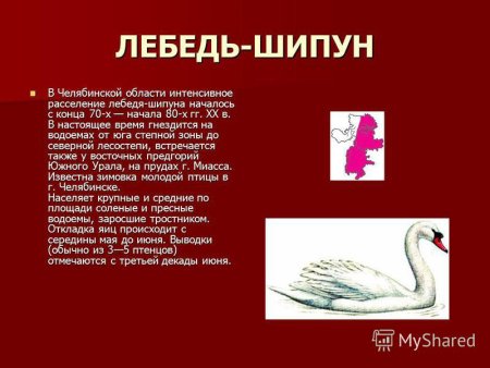 Красная книга Челябинской области обложка