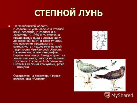 Черепаха Болотная Воронежская область красная книга