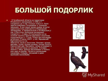 Растения красной книги Челябинской области