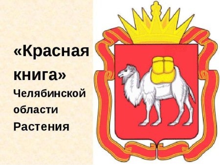 Краснозобая казарка красная книга