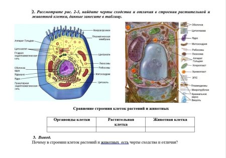 Строение растительной клетки и животной клетки сходства и различия