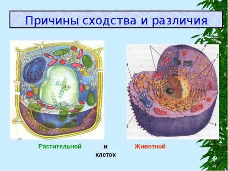 Клетка растений и животных