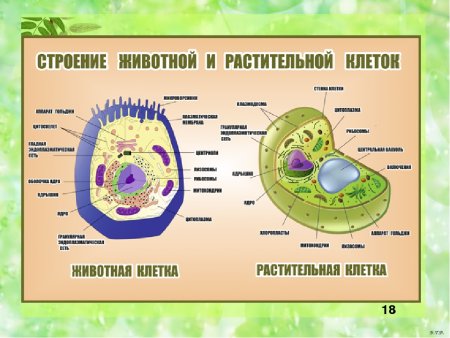 Строение живой и растительной клетки 7 класс биология