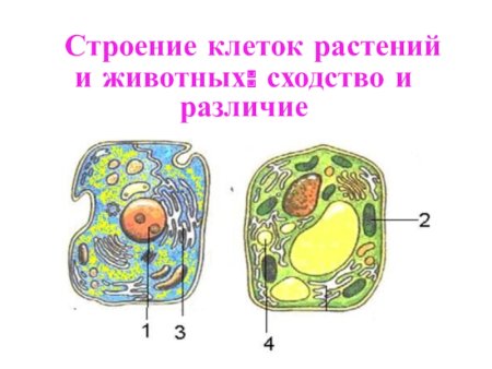 Строение клетки растения и животного сходства и различия