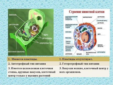 Строение клетки растения и строение животной клетки