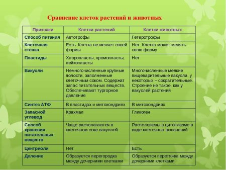 Отличие растительной клетки от животной клетки