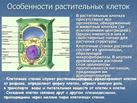 Сравнение клеток растений животных грибов и бактерий