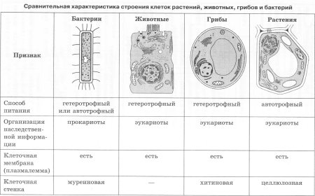 Основные различия животной и растительной клетки