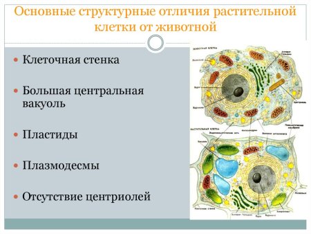 Строение клеток растений животных грибов и бактерий