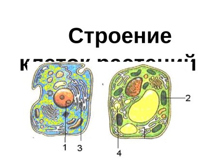 Схема органелл растительной клетки строение