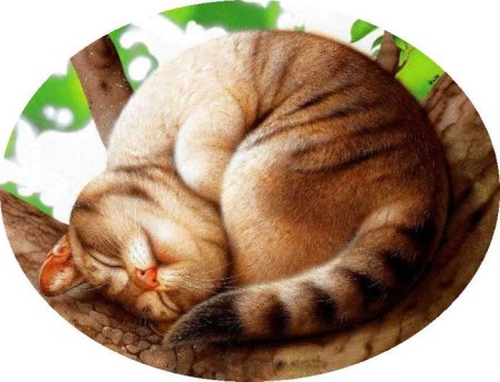 Круглые рисунки животных