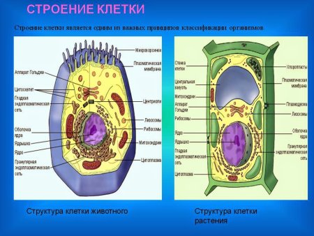 Биология 11 класс - структура клетки растений