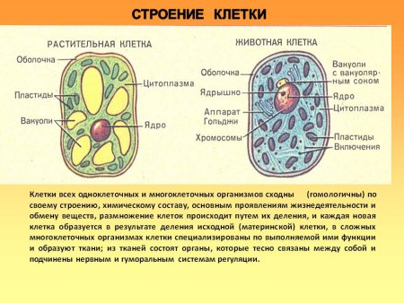 Формы клеток одноклеточных и многоклеточных организмов