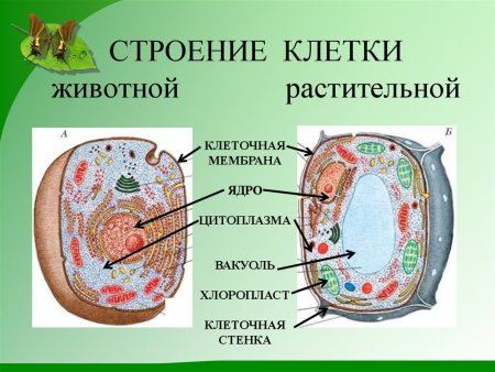 Схема растительной и животной клетки