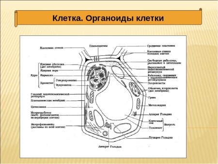 Схема строения животной и растительной клетки