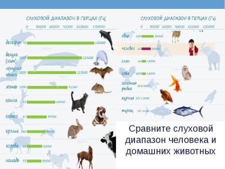 Частотный диапазон звуков животных