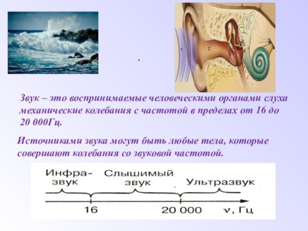 Орган слуха человека воспринимает частоту звуковых колебаний