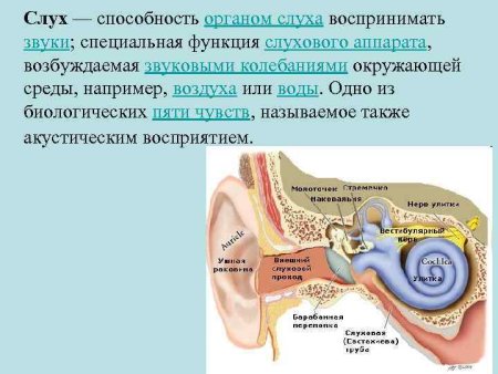 Функции слухового аппарата