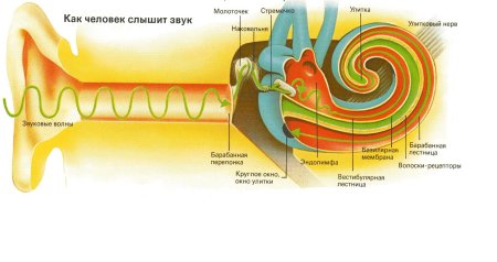 Механизм восприятия слуха слуховой анализатор