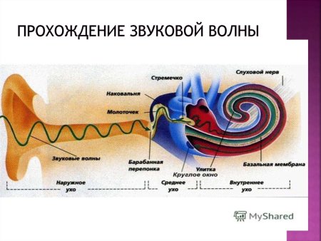 Звук инфразвук ультразвук