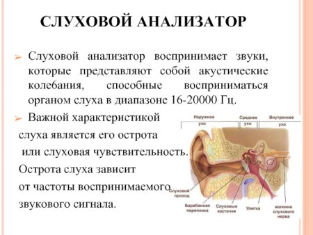 Диапазон слуха человека в Гц