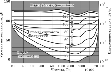 Внутреннее ухо слуховой нерв