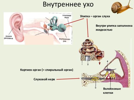 Строение периферического отдела слухового анализатора