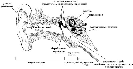 Слуховой диапазон человека частота