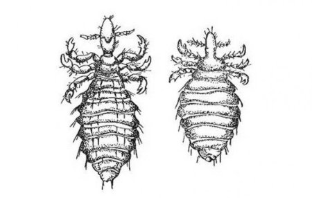 Цикл развития вши КРС