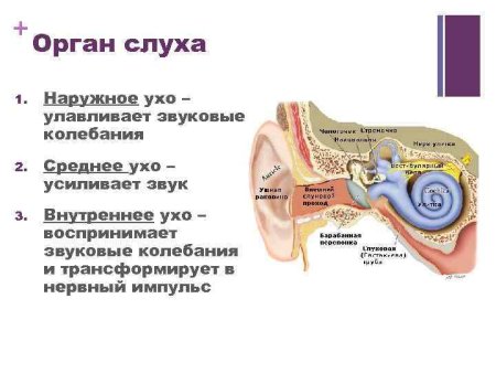 Слуховой нерв строение