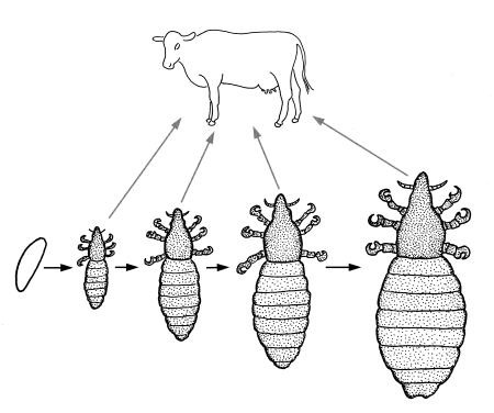 Цикл развития Hypoderma Bovis